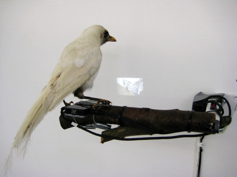 Spanaren / The spy, The Ljungberg museum Ljungby, 2010. Bird, branch, video mini projection - Artist Stina Opitz